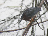 Hron vert - Green Heron