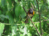 Paruline flamboyante - American Redstart