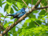 Passerin indigo - Indigo Bunting