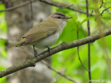Vireo aux yeux rouges - Red-eyed Vireo