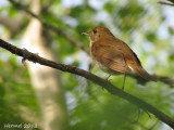 Grive fauve - Veery