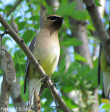 Jaseur d'Amérique - Cedar Waxwing