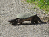 Tortue - Turtle