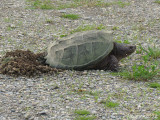 Tortue - Turtle