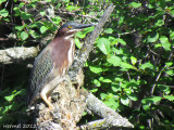 Hron vert - Green Heron