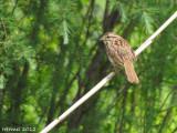 Bruant chanteur - Song Sparrow