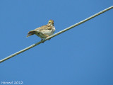 Bruant des prés - Savannah Sparrow