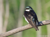 Hirondelle bicolore - Tree Swallow