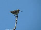 Bécassine de Wilson - Wilson's Snipe