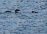Plongeon Huard - Common Loon