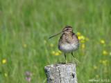 Bécassine de Wilson - Wilson's Snipe