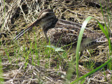 Bcassine de Wilson - Wilsons Snipe