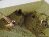 Hirondelle  front blanc - Cliff Swallow