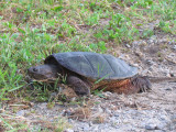 Tortue - Turtle