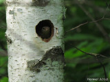 Troglodyte familier sur le nid -  House Wren on nest