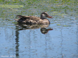 Canard Chipeau - Gadwall