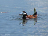 Erismature rousse - Ruddy duck