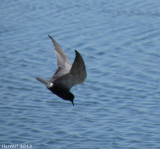 Guifette noire - Black Tern
