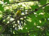 Paruline des pins - Pine Warbler