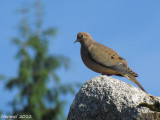 Tourterelle triste - Mourning Dove