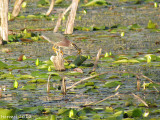 Héron vert - Green Heron