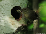 Troglodyte familier - House Wren