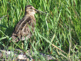 Bcassine de Wilson - Wilsons Snipe