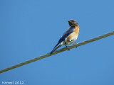 Merlebleu de lest - Eastern Bluebird