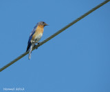 Merlebleu de lest - Eastern Bluebird