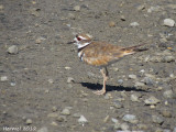 Pluvier Kildir - Kildeer