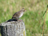 Bruant des prs - Savannah Sparrow