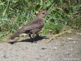 Vacher à tête brune - Brown-headed Cowbird