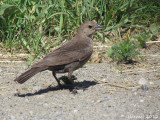 Vacher  tte brune - Brown-headed Cowbird