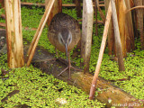Râle de Virginie - Virginia rail