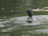 Plongeon Huard - Common Loon