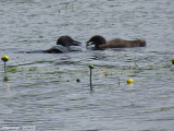 Plongeon Huard - Common Loon