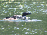 Plongeon Huard - Common Loon
