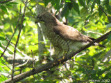 Petite Buse - Broad-winged Hawk