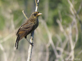 Carouge à épaulettes - Red-winged Blackbird