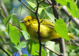 Paruline jaune - Yellow Warbler