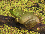 Ouaouaron - Bull frog