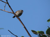 Bruant des marais -Swamp Sparrow