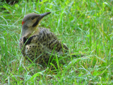 Pic flamboyant - Northern Flicker