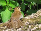 Grive fauve (immature) - Veery (juv)