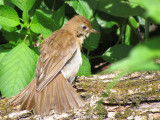 Grive fauve (immature) - Veery (juv)