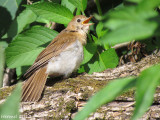 Grive fauve (immature) - Veery (juv)