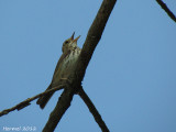 Paruline couronne - Ovenbird