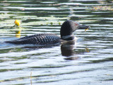 Plongeon Huard  - Common Loon