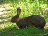 Lièvre - Hare