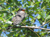 Tyran tritri - Eastern Kingbird